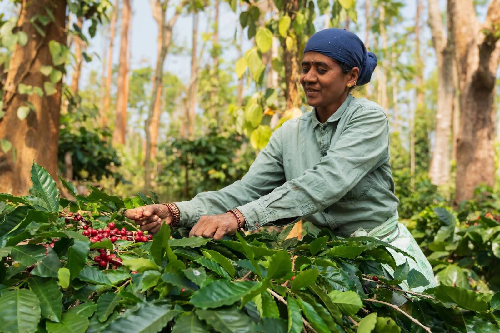 インド産スペシャルティコーヒーの特徴とは？プロが注目する「調和」の味わい